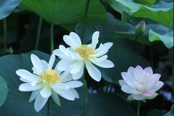 �Թŷ��Ŷ�Т�ӣ�Ը��ĸ�������֣�