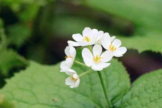 如何以出世的心做入世的事? 如何以出世的心做入世的事?