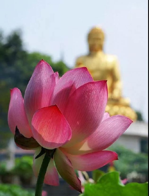 修行的目的,就是寻回原本清净的自心自性 修行的目的,就是寻回原本清净的自心自性