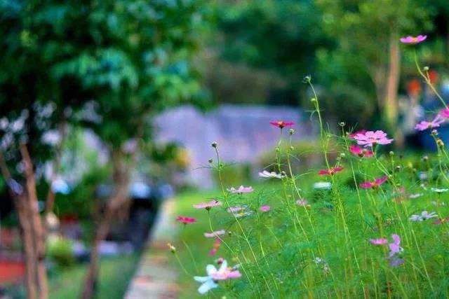 生活处处有禅音,一念觉时心自静 生活处处有禅音,一念觉时心自静