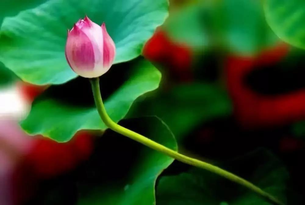 ���ֶಡ�ෳ�գ�Ӧ���г��ⲿ��_��