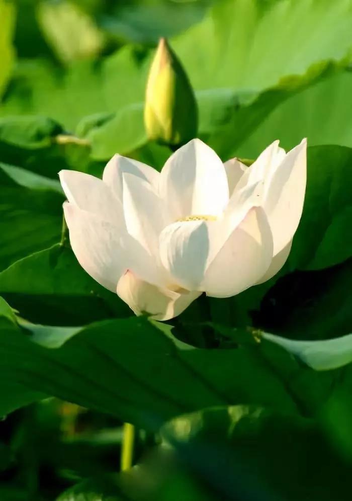 你的净土善根成熟了吗? 你的净土善根成熟了吗?