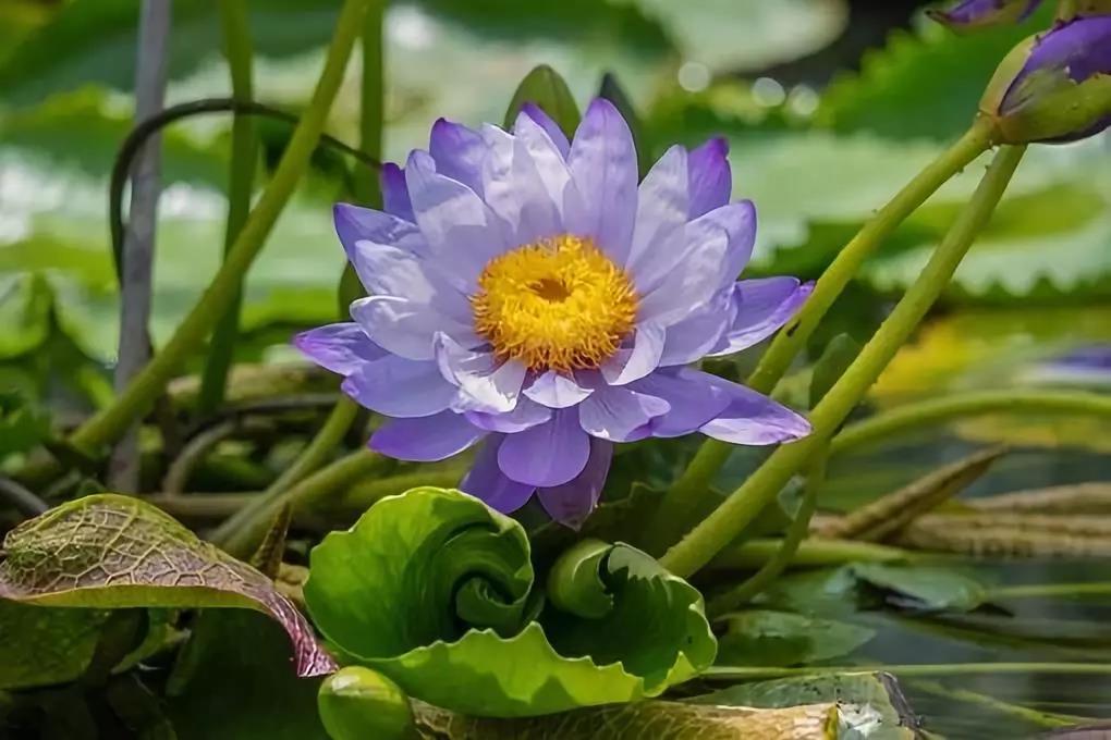 你的净土善根成熟了吗? 你的净土善根成熟了吗?