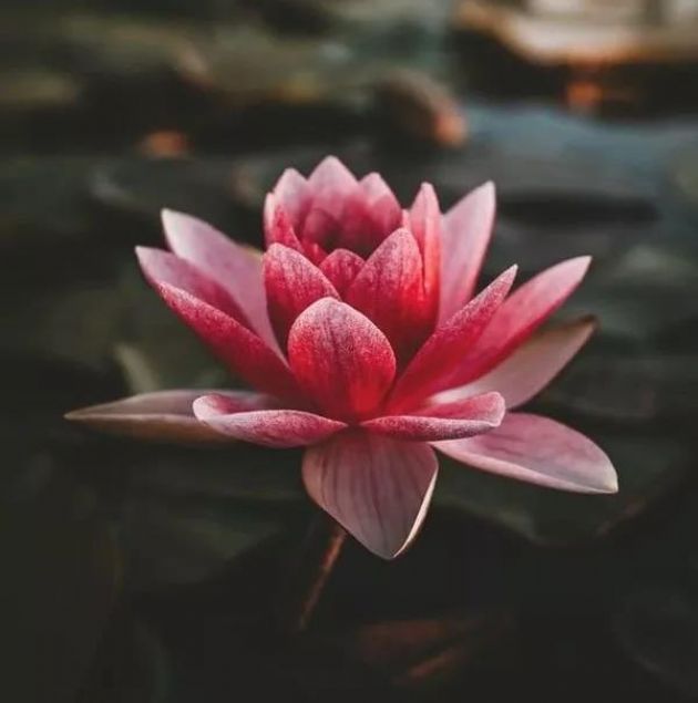 师父,我佛缘深不深?9句话告诉你什么是佛缘! 师父,我佛缘深不深?9句话告诉你什么是佛缘!