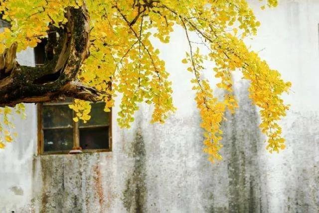 ��������������Լ�