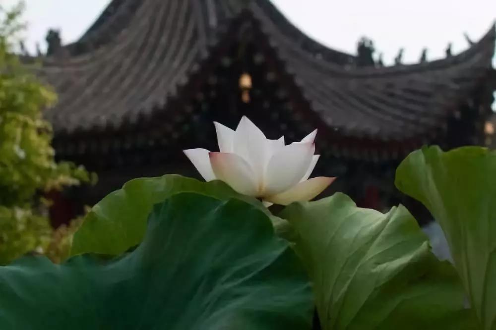 能调伏烦恼、能调伏自心,才是真正的正法 能调伏烦恼、能调伏自心,才是真正的正法