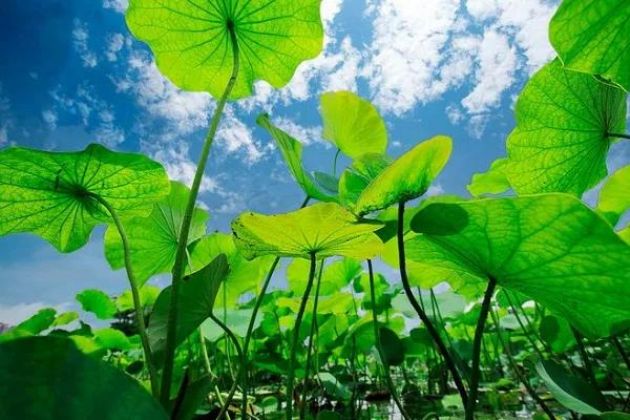 临终时佛会来接引我吗?3个故事告诉你答案 临终时佛会来接引我吗?3个故事告诉你答案