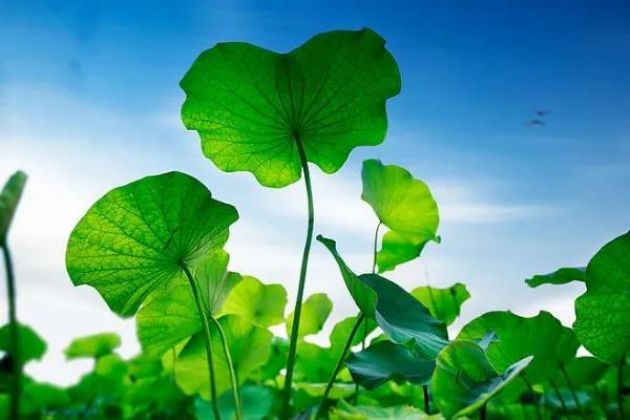 临终时佛会来接引我吗?3个故事告诉你答案 临终时佛会来接引我吗?3个故事告诉你答案