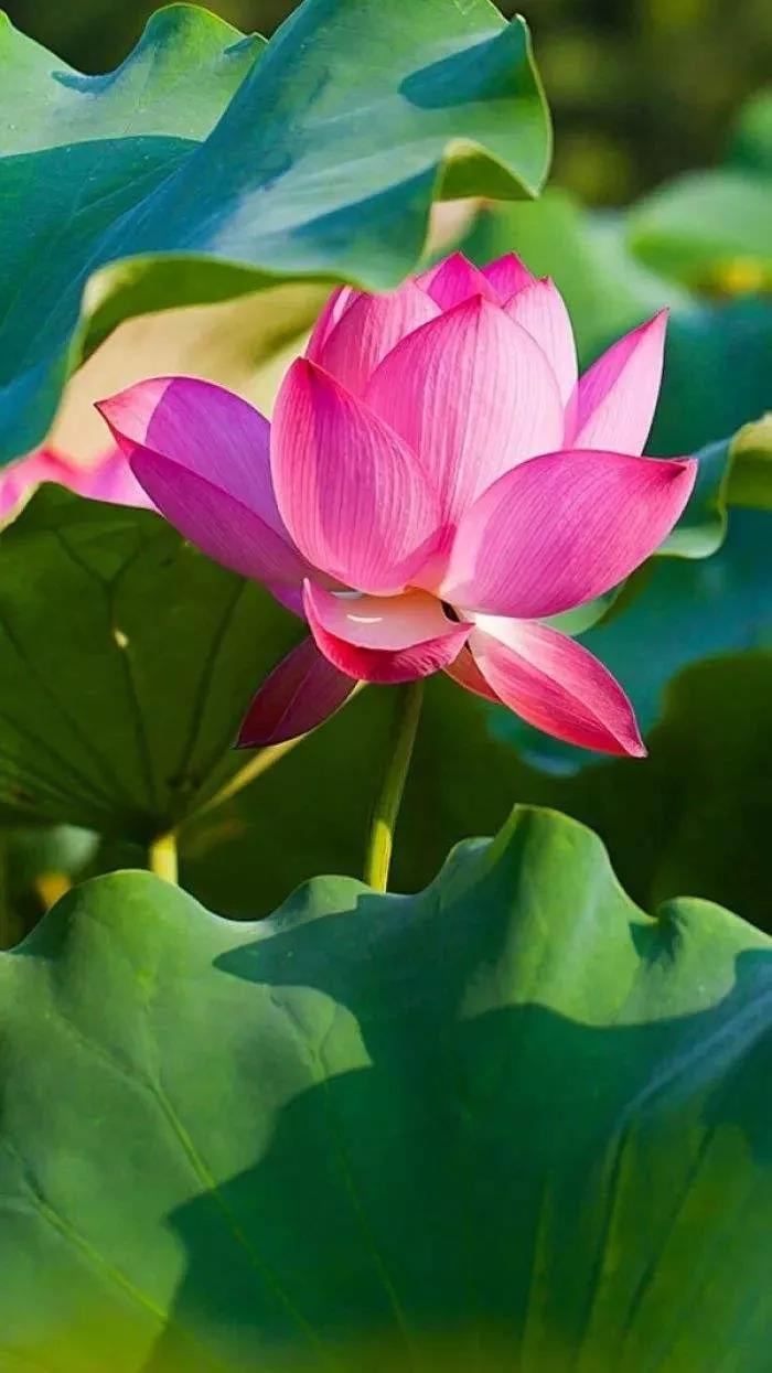 烦恼吗?此处正好修行! 烦恼吗?此处正好修行!