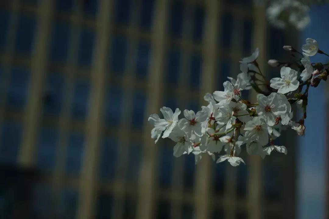 佛法不赞叹没有智慧的“老实人” 佛法不赞叹没有智慧的“老实人”