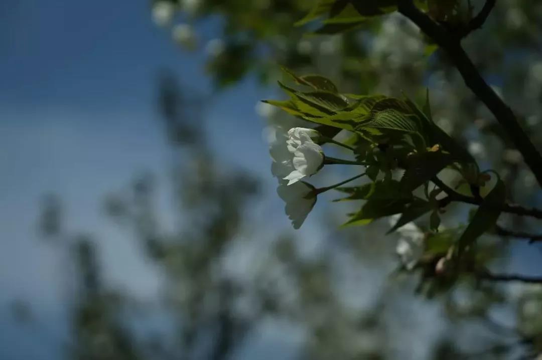 佛法不赞叹没有智慧的“老实人” 佛法不赞叹没有智慧的“老实人”
