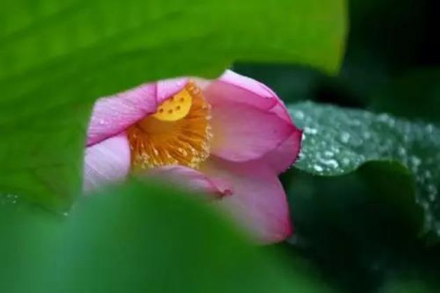 六祖坛经六句话,正是修行下手时! 六祖坛经六句话,正是修行下手时!