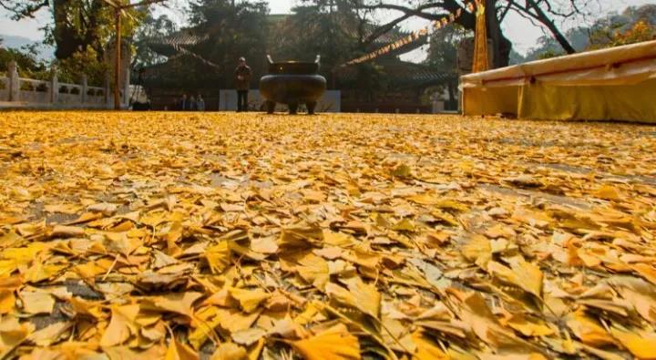 “什么是忆佛念佛”,道证法师举了一个身边的例子 “什么是忆佛念佛”,道证法师举了一个身边的例子