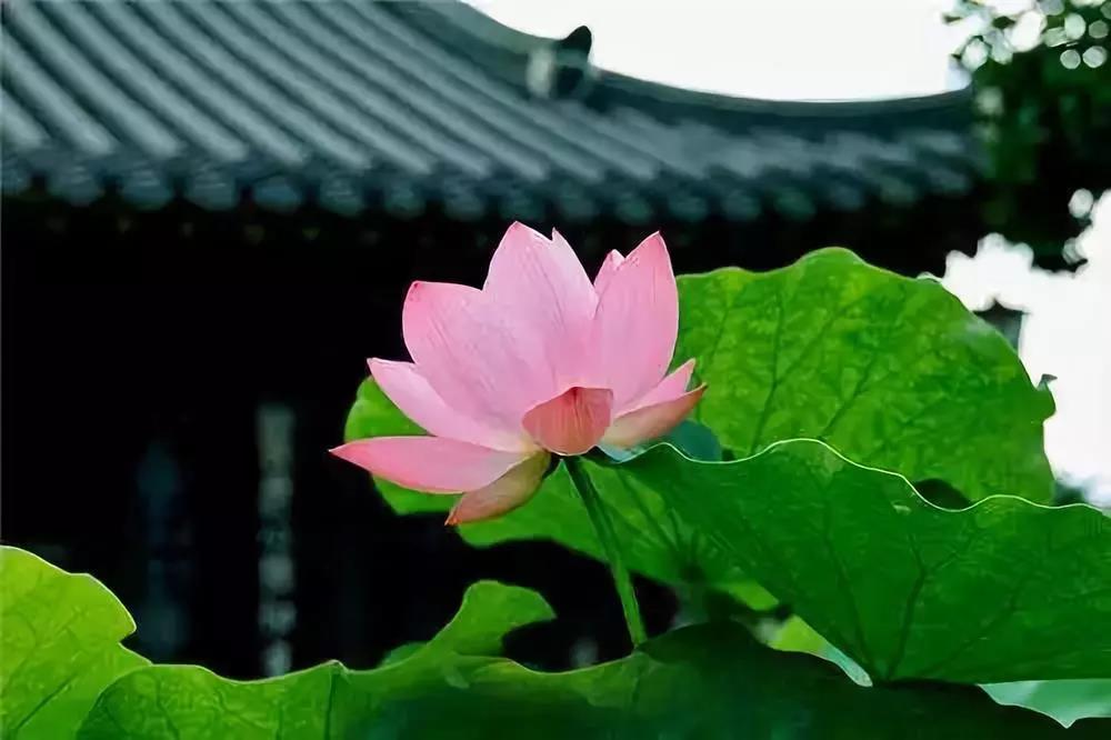 �ϻ��16�ԣ�����ֵǧ�𣬾��䳹��