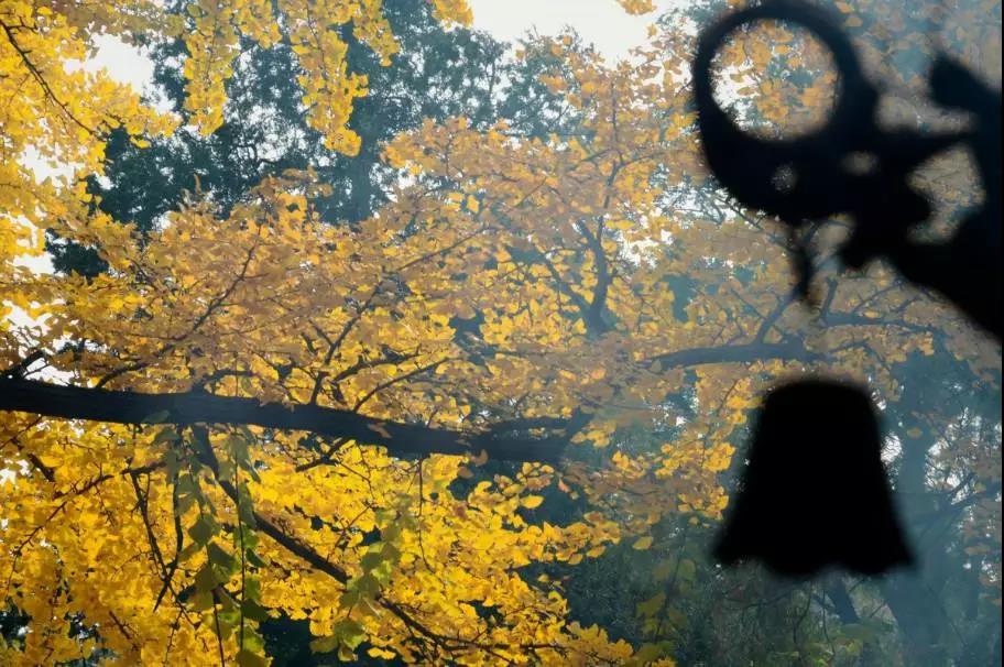 �������ĸ�����ȥ�������������һ��˳����