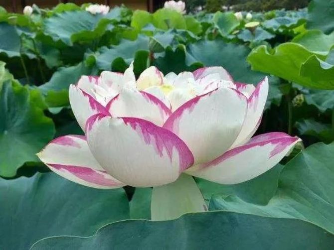 ѧ��Ϊ�����������������磿�ش����