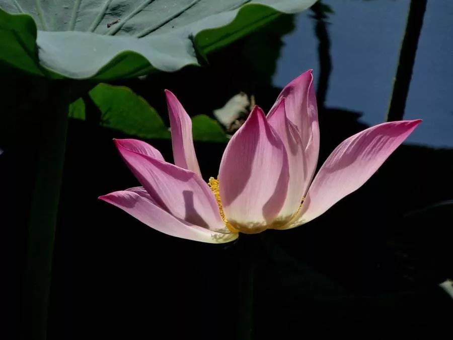 无论得到什么,都只是痛苦的一个因 无论得到什么,都只是痛苦的一个因