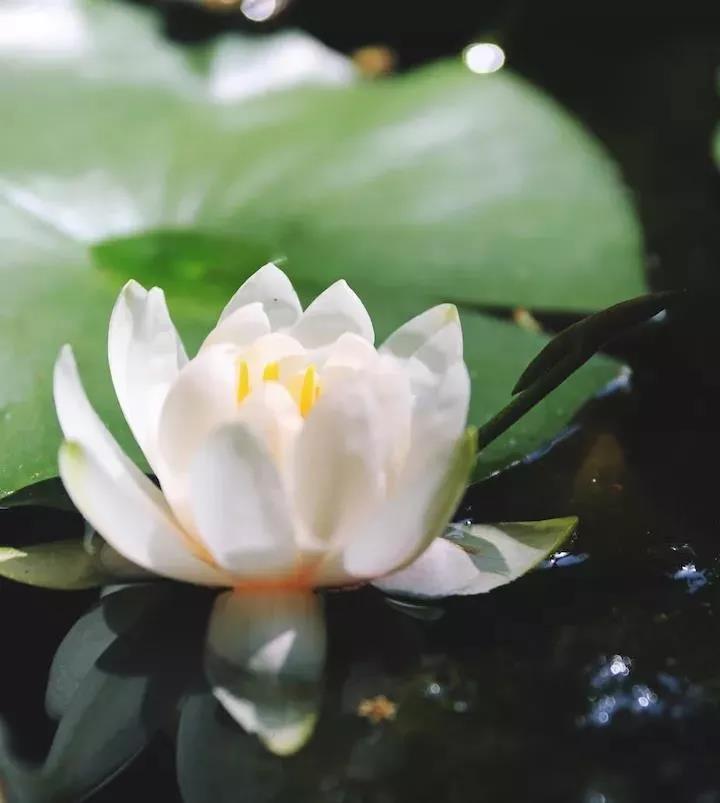 ��ν����������Լ�����������������Ʒ�ʣ�