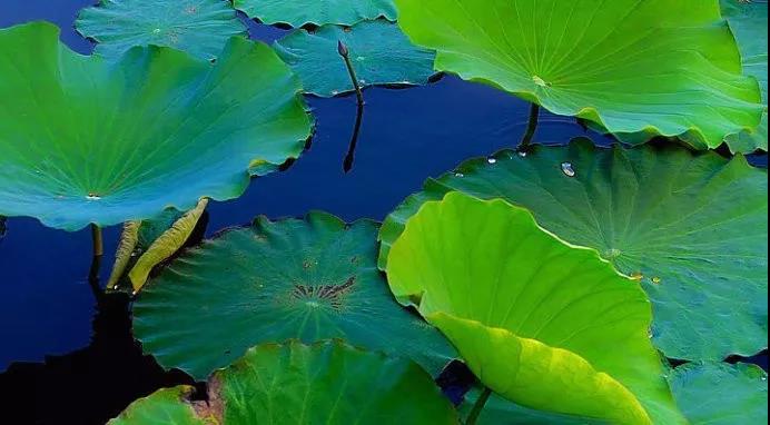 圣严法师:该吃时好好吃,该睡时好好睡 圣严法师:该吃时好好吃,该睡时好好睡