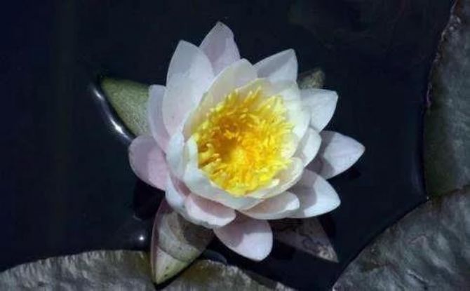 佛陀说愚痴有六苦,唯有念佛得大解脱! 佛陀说愚痴有六苦,唯有念佛得大解脱!