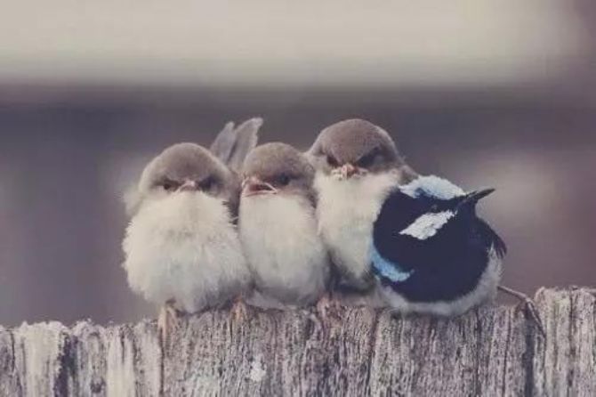 ������Ҫ������Ⱥ����