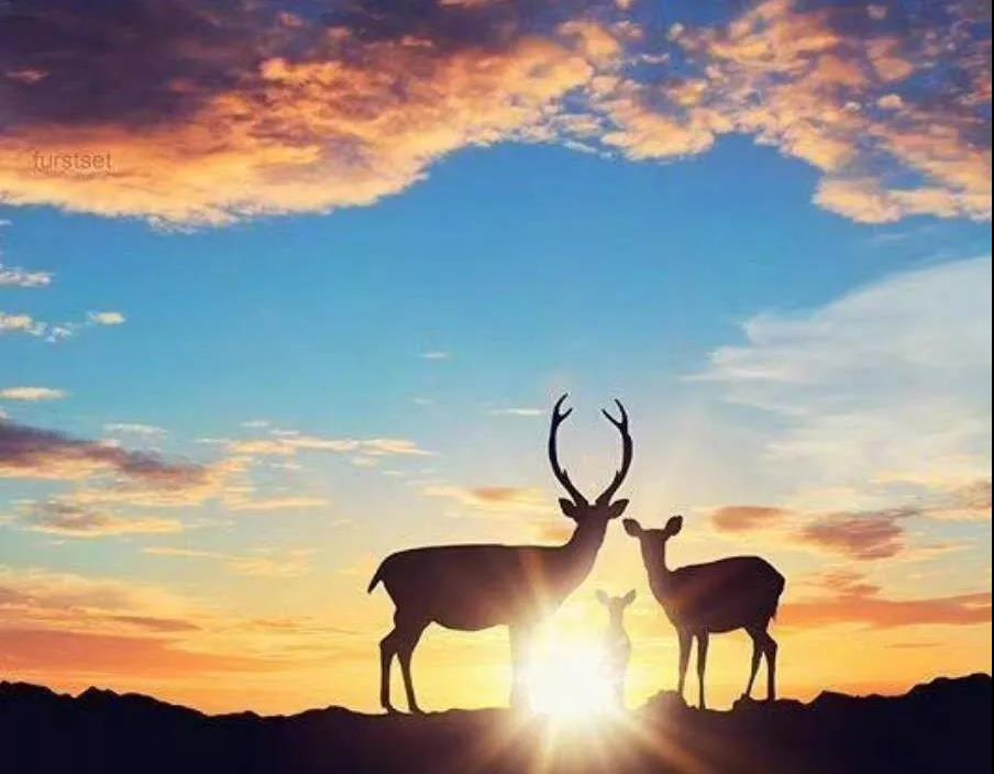 面对新型病毒,方知素食和提高免疫力的可贵! 面对新型病毒,方知素食和提高免疫力的可贵!