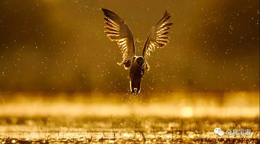 面对新型病毒,方知素食和提高免疫力的可贵! 面对新型病毒,方知素食和提高免疫力的可贵!