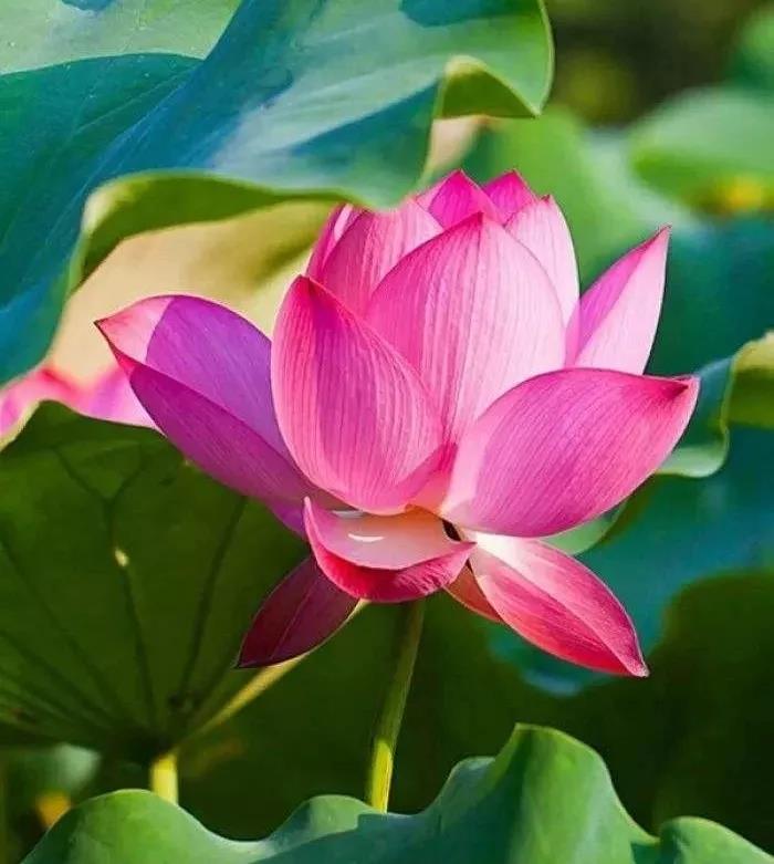 做好这几点,念佛更有效! 做好这几点,念佛更有效!