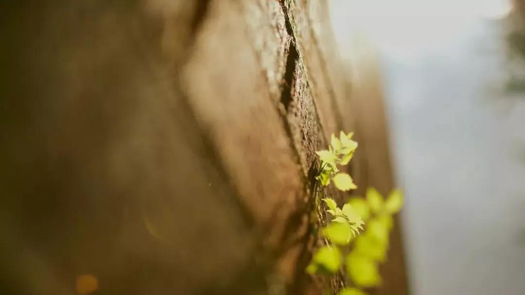 念佛人最容易犯的两种障碍,一定要破除! 念佛人最容易犯的两种障碍,一定要破除!