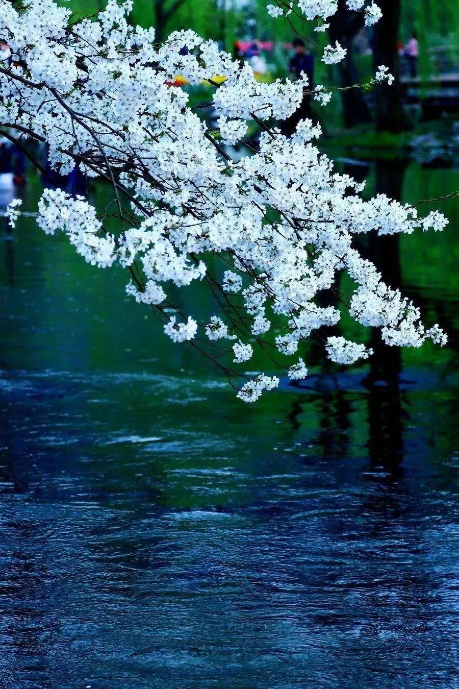 印光法师:悯彼痛苦,养我仁慈 印光法师:悯彼痛苦,养我仁慈