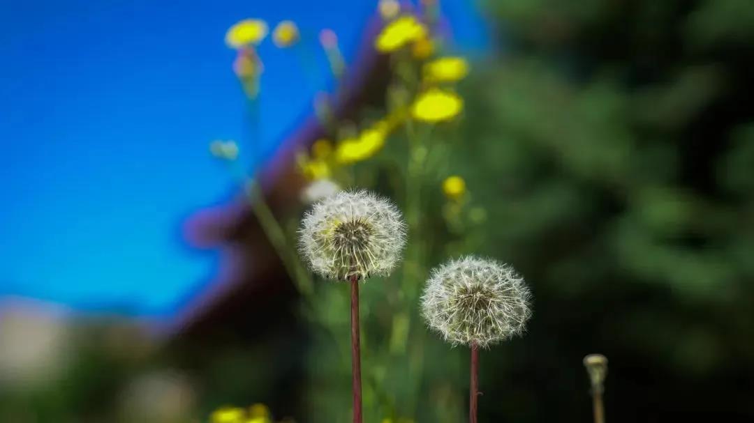 临命终五分钟的正念,你平常要花很多时间来栽培 临命终五分钟的正念,你平常要花很多时间来栽培