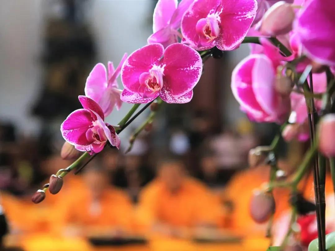 ���������ڣ�����׷Զ��Т�ױ�����