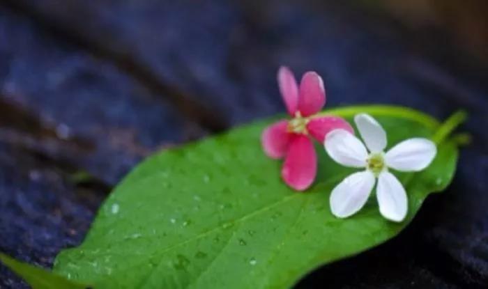 �㿴���ߵ���˰��꣬������һ��һϦ�Ĺ����أ�