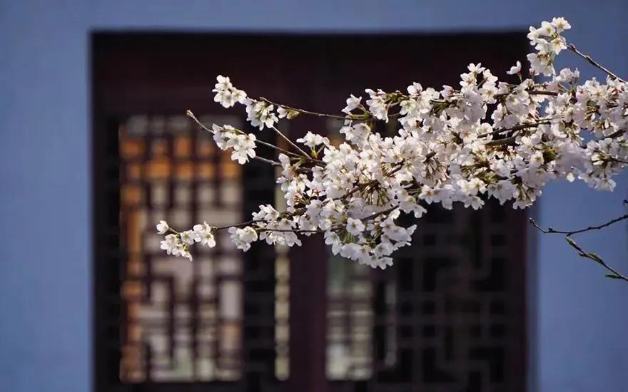 印光法师:人生世间,寿夭穷通,皆由宿因所致 印光法师:人生世间,寿夭穷通,皆由宿因所致