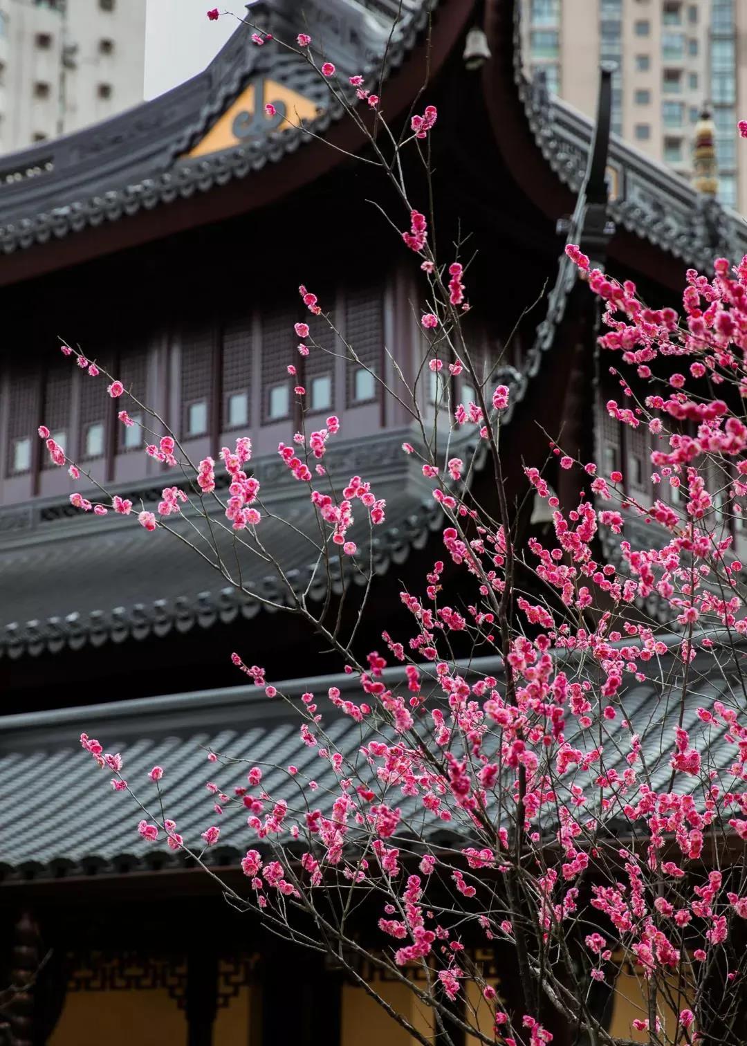 �����Ŵ���ɮ��������_����������