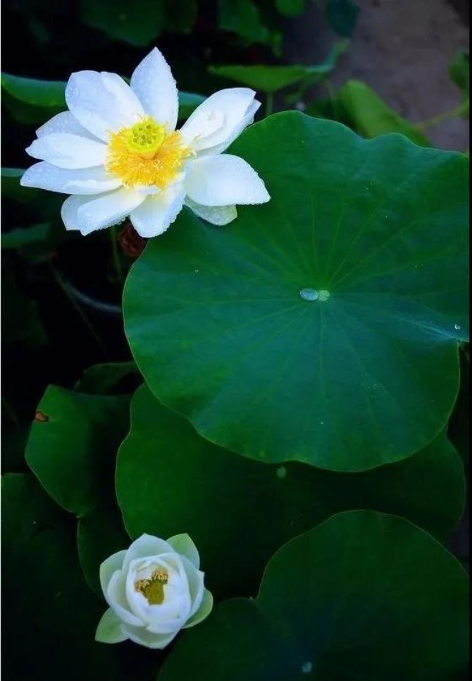 ��Ը�����Ҹ��죬��ô�ɷ�