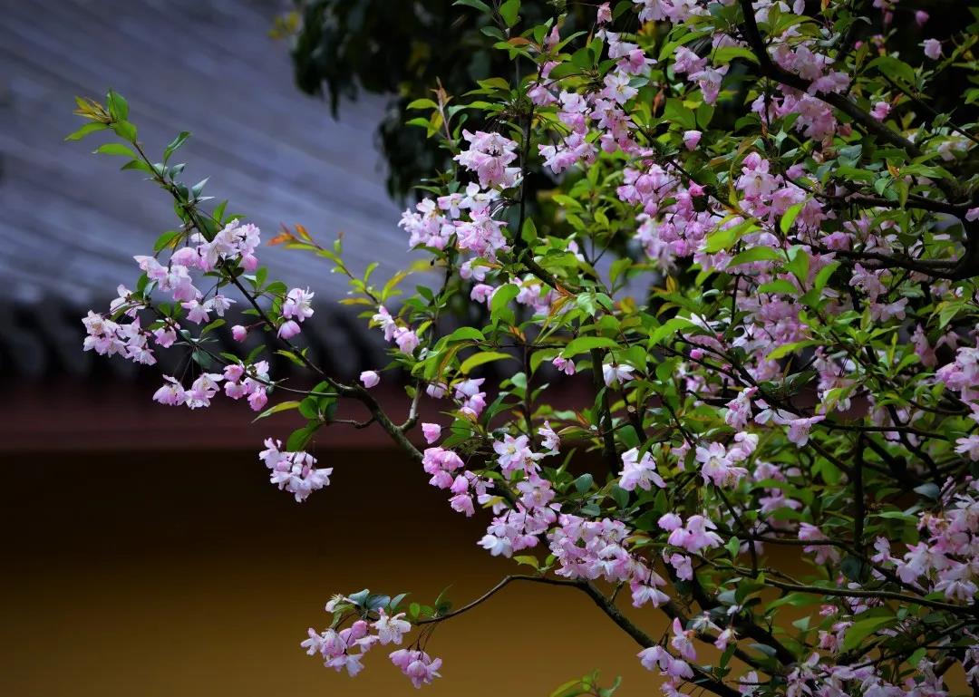 ��������������ţ�_���ܲ���ѧ��Ĵ���