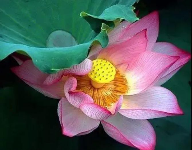 人生是苦与四大皆空 人生是苦与四大皆空