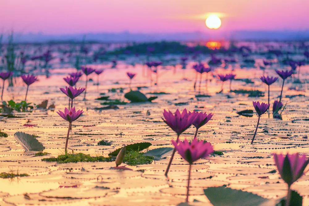 人死后的去向由什么来决定?随重、随习、随念…… 人死后的去向由什么来决定?随重、随习、随念……