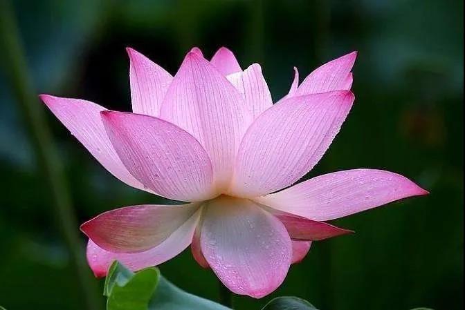 弘一大师:佛说人生是苦的本意 弘一大师:佛说人生是苦的本意