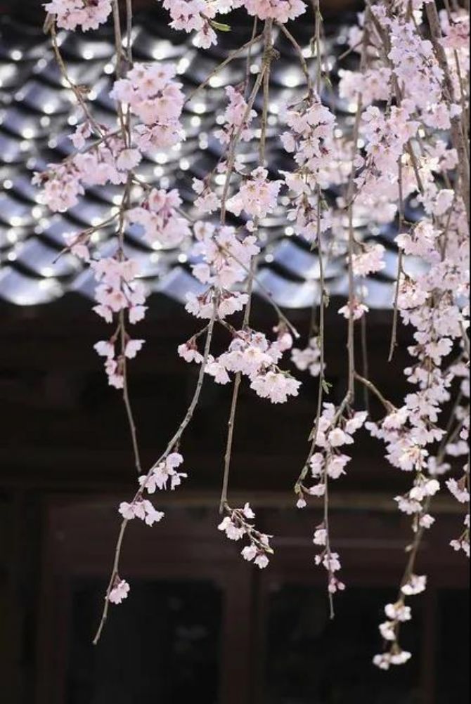 ���������ģ���֦������_�������ó��ϣ����б�������õķ����