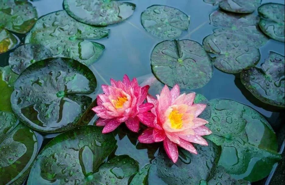 究竟如何才能做到心无挂碍? 究竟如何才能做到心无挂碍?