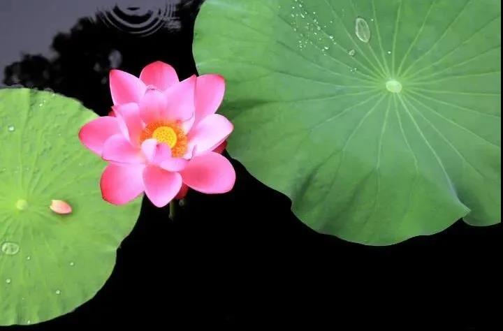 ˵�������������ŷ����ţ�