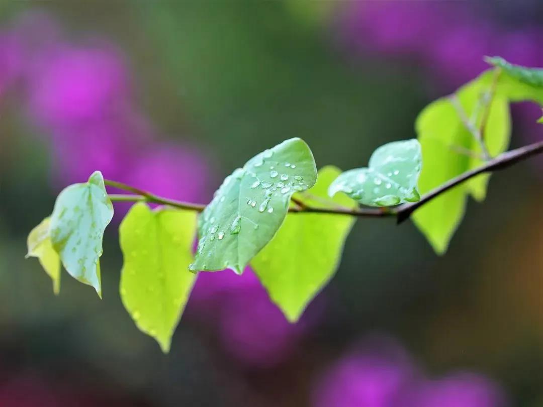 ���ƴ�ʦ����������