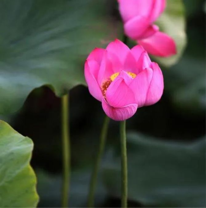 ѧ����Ĵ���Ե������������һ�֣�