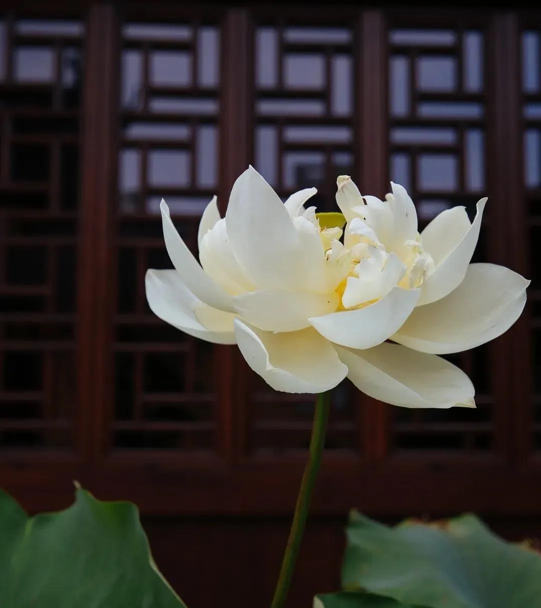 ��Щ��õġ�������������ֵ��ӵ�У�