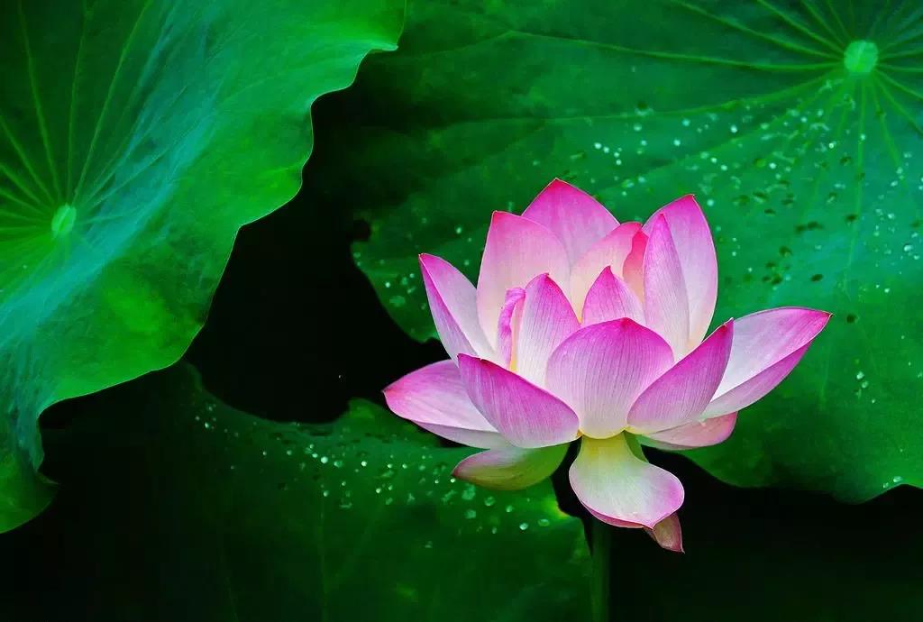 ���ͽ�����ܲ��ܳԡ���ˡ���