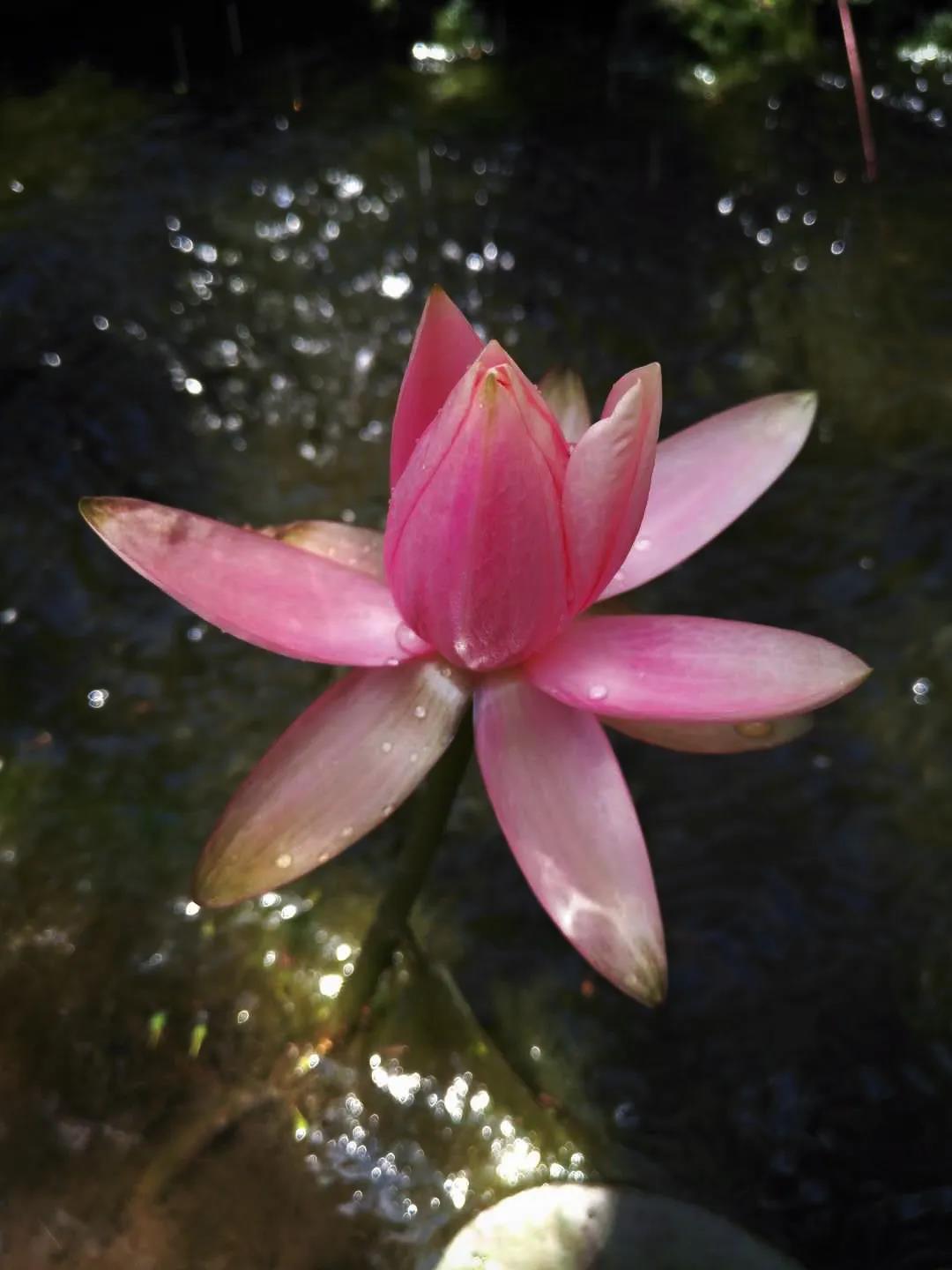 ���Ҷ������������������˾������ģ����������¹��ڼ���ͥ�չ���ʮ��