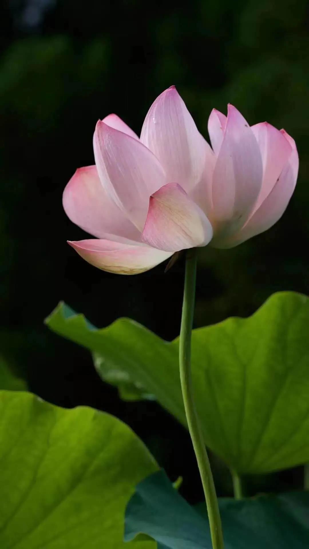 ���𲻺õ������ѹ�ƣ�Ҫ������