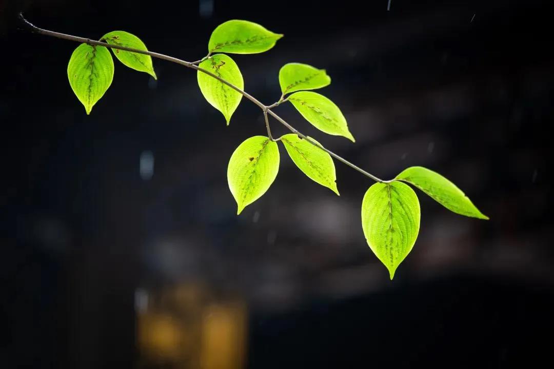 人生有八件事不可做,否则难有善果 人生有八件事不可做,否则难有善果